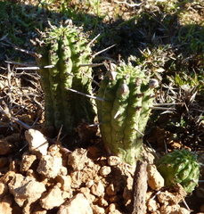Euphorbia mammillaris