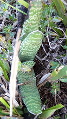 Gasteria carinata