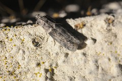 Ectomyelois ceratoniae