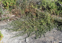 Psoralea bolusii