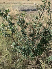 Chamaecytisus ruthenicus