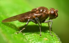 Parydra quadripunctata