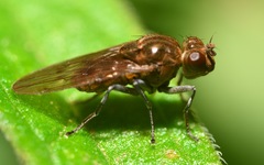 Parydra quadripunctata
