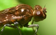Parydra quadripunctata
