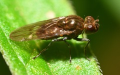 Parydra quadripunctata