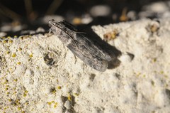 Ectomyelois ceratoniae