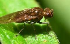 Parydra quadripunctata