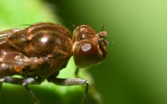 Parydra quadripunctata