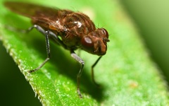 Parydra quadripunctata