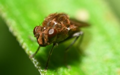 Parydra quadripunctata