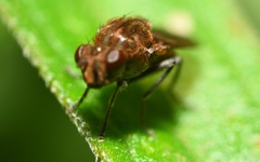 Parydra quadripunctata