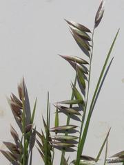 Melica decumbens