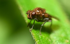 Parydra quadripunctata