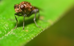 Parydra quadripunctata