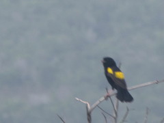 Euplectes capensis capensis