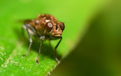 Parydra quadripunctata