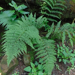 Athyrium arcuatum