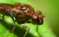 Parydra quadripunctata