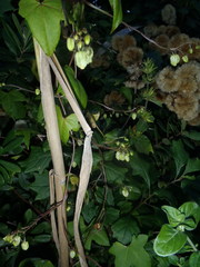 Ceratiosicyos laevis