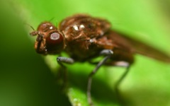 Parydra quadripunctata