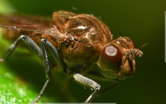 Parydra quadripunctata