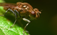 Parydra quadripunctata