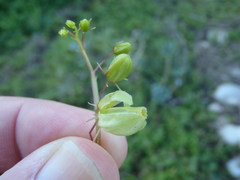 Ceratiosicyos laevis