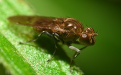 Parydra quadripunctata