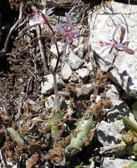 Pelargonium carnosum carnosum