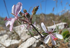 Pelargonium carnosum carnosum