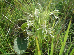 Habenaria barbertoni