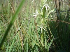 Habenaria barbertoni