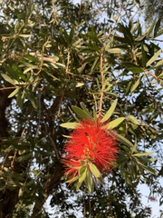 Melaleuca