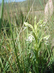 Habenaria barbertoni