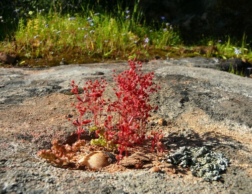 Crassula strigosa