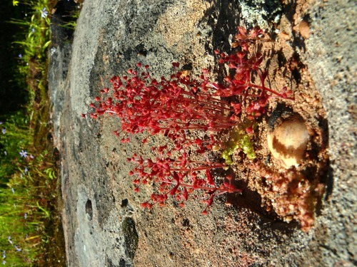 Crassula strigosa