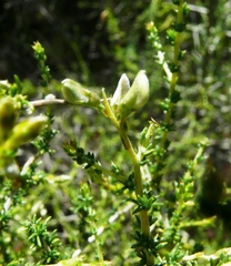 Aspalathus acuminata acuminata