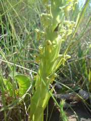 Habenaria pseudociliosa