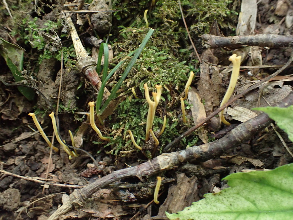 Clavulinopsis sp. 'corniculata-IN02'