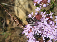 Pachycnema crassipes
