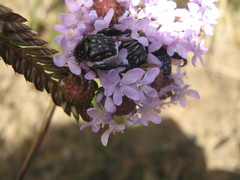 Pachycnema crassipes