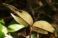Metrosideros parkinsonii