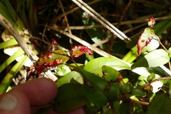 Metrosideros parkinsonii