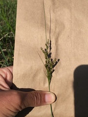 Juncus dichotomus