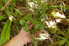 Metrosideros parkinsonii