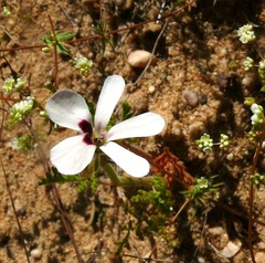 Pelargonium senecioides