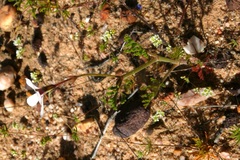 Pelargonium senecioides