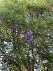 Jacaranda mimosifolia