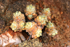 Crassula deceptor