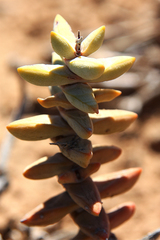Crassula grisea